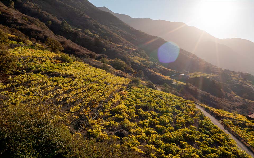 paisaje_viticola_canarias_waldemar Paisaje vitícola en terrenos inclinado
