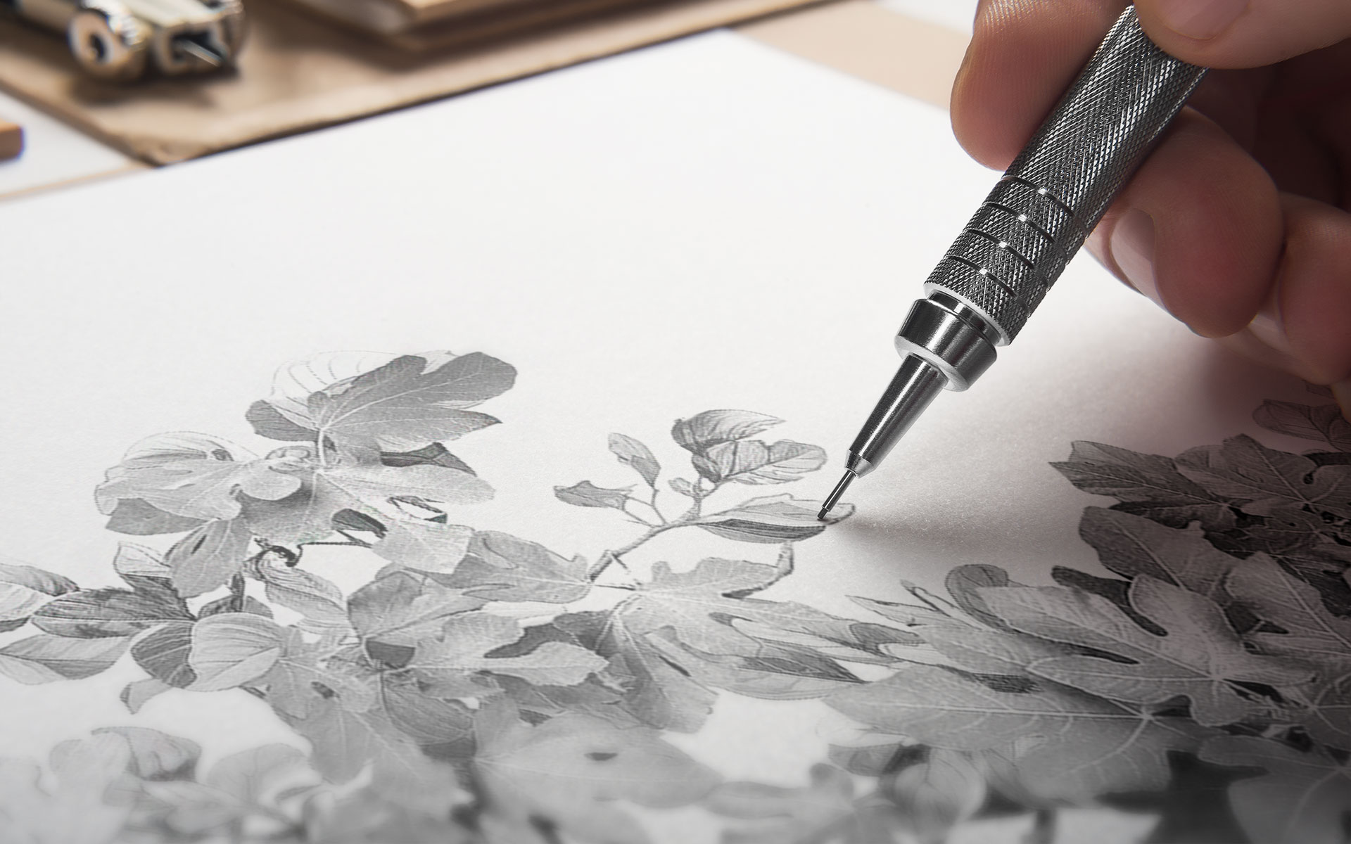 Ilustración, boceto higuera