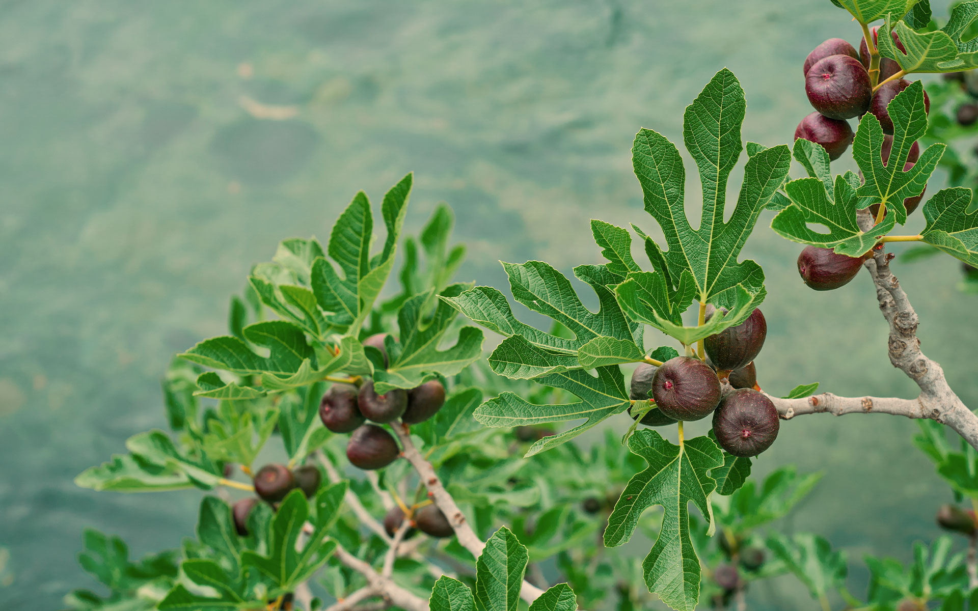 Higuera árbol brevas